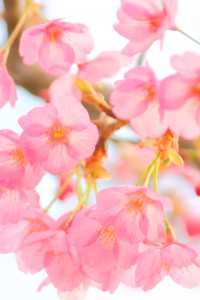 桜