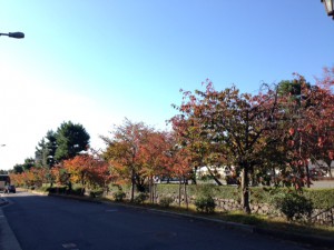 紅葉