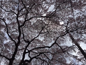 IMG_0144