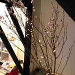 敬翁桜